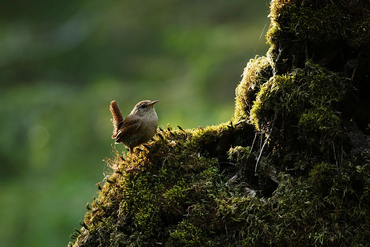 10 facts about wrens you didn't know